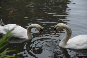 When you travel, plan a little time with nature / Swans in S.F. - (c) 2006 Ted Grellner When you travel, plan a little time with nature / Swans in S.F. - (c) 2006 Ted Grellner