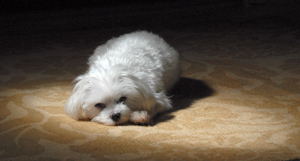 Travel Arrangements often involve your pet / Enjoying the Sun - (c) 2007 Ted Grellner Travel Arrangements often involve your pet / Enjoying the Sun - (c) 2007 Ted Grellner